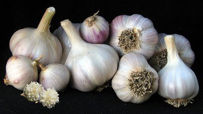 Creole