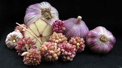 Seed Umbels