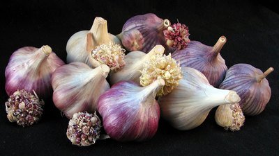 Seed Bulbs