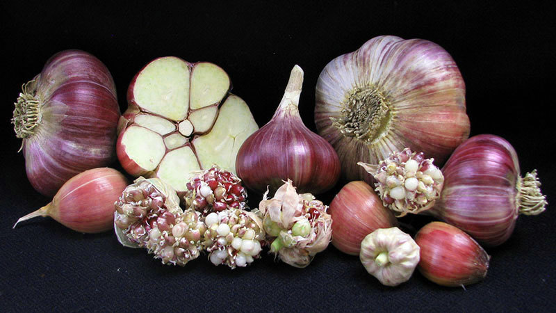 Creme de la Rasa - Seed Bulbs