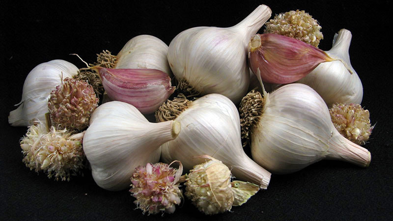 Rosewood - Seed Bulbs