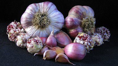Red Russian - Seed by Weight (Large)