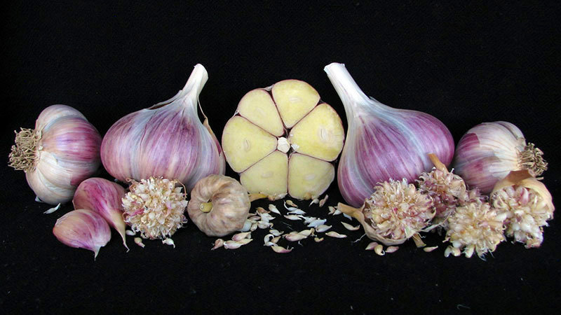 Yugoslavian - Seed Bulbs by Weight