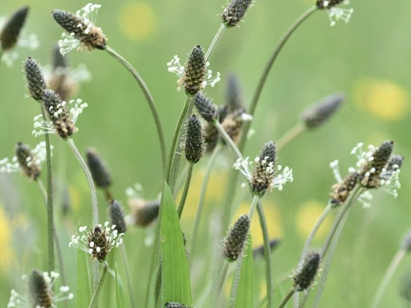 Cashel Herb Walk with Pauline Hanley