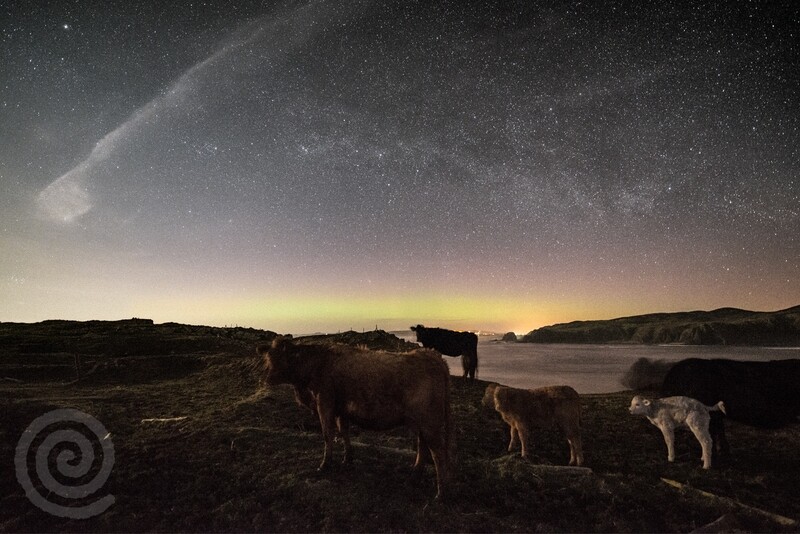 Cattle under the Milky Way and the Northern Lights