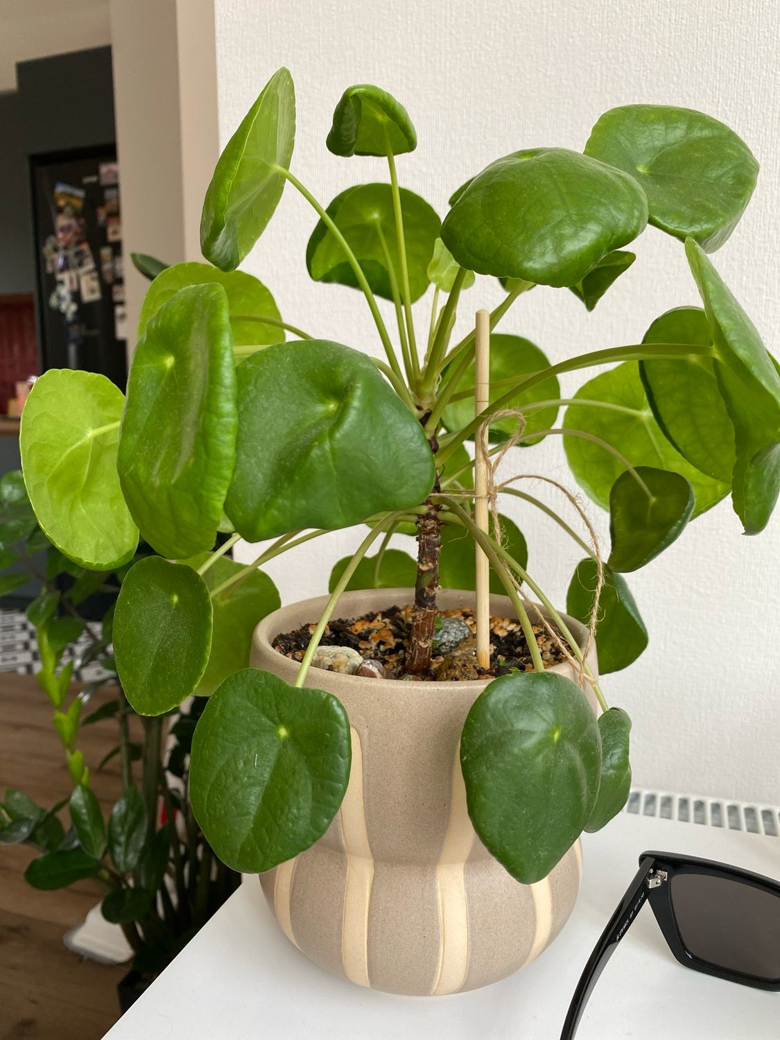 Plant Babka