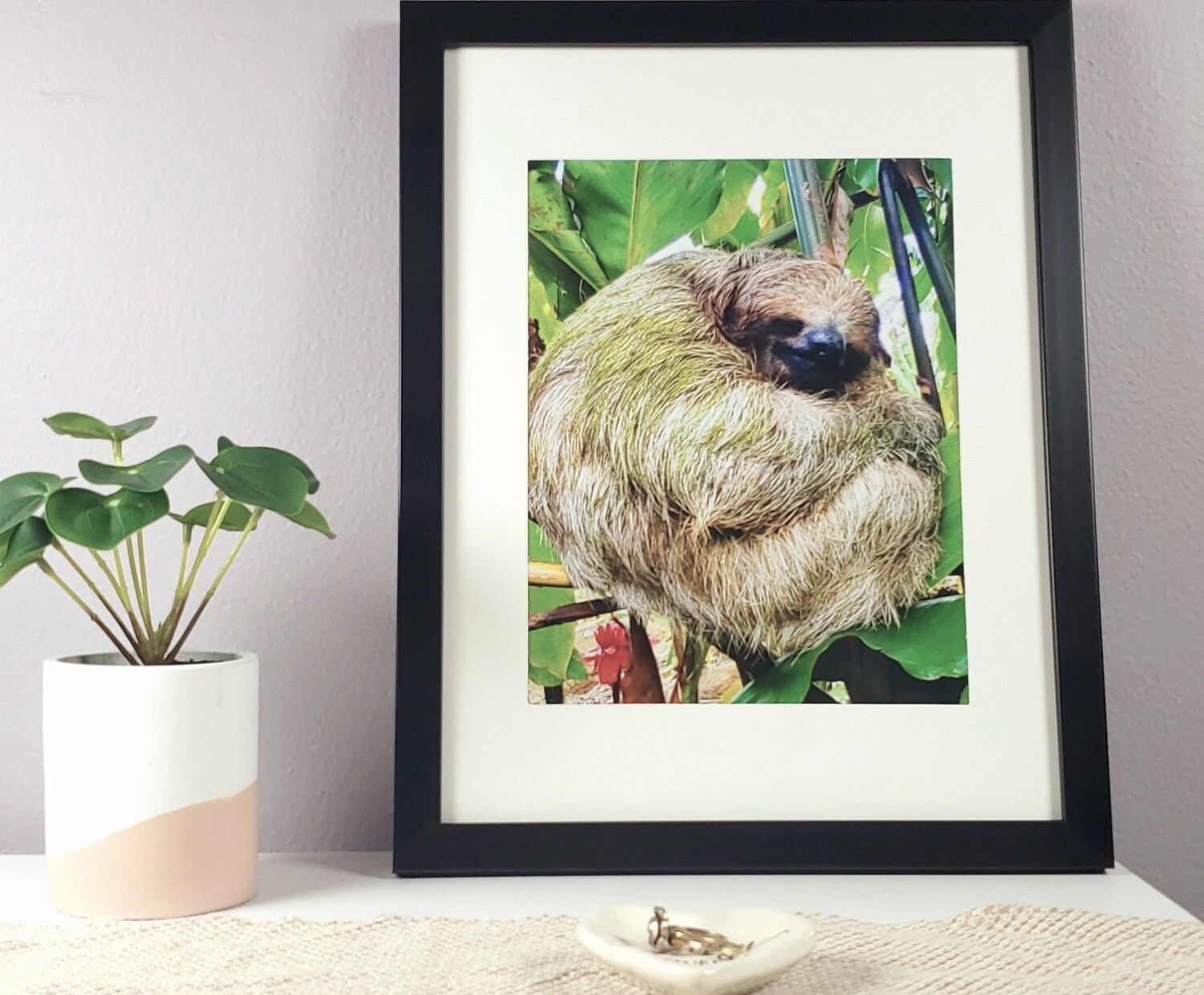 Costa Rican Sloth Photo Print