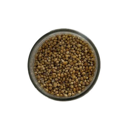 Coriander - seeds