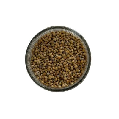 Coriander - seeds