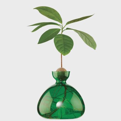 Avocado Vase