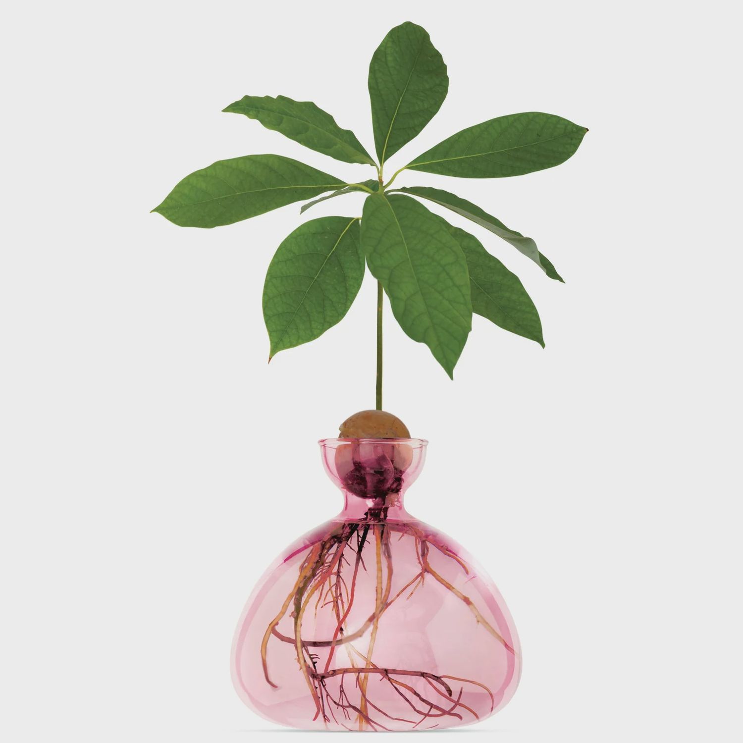 Avocado Vase, Color: Rose Pink