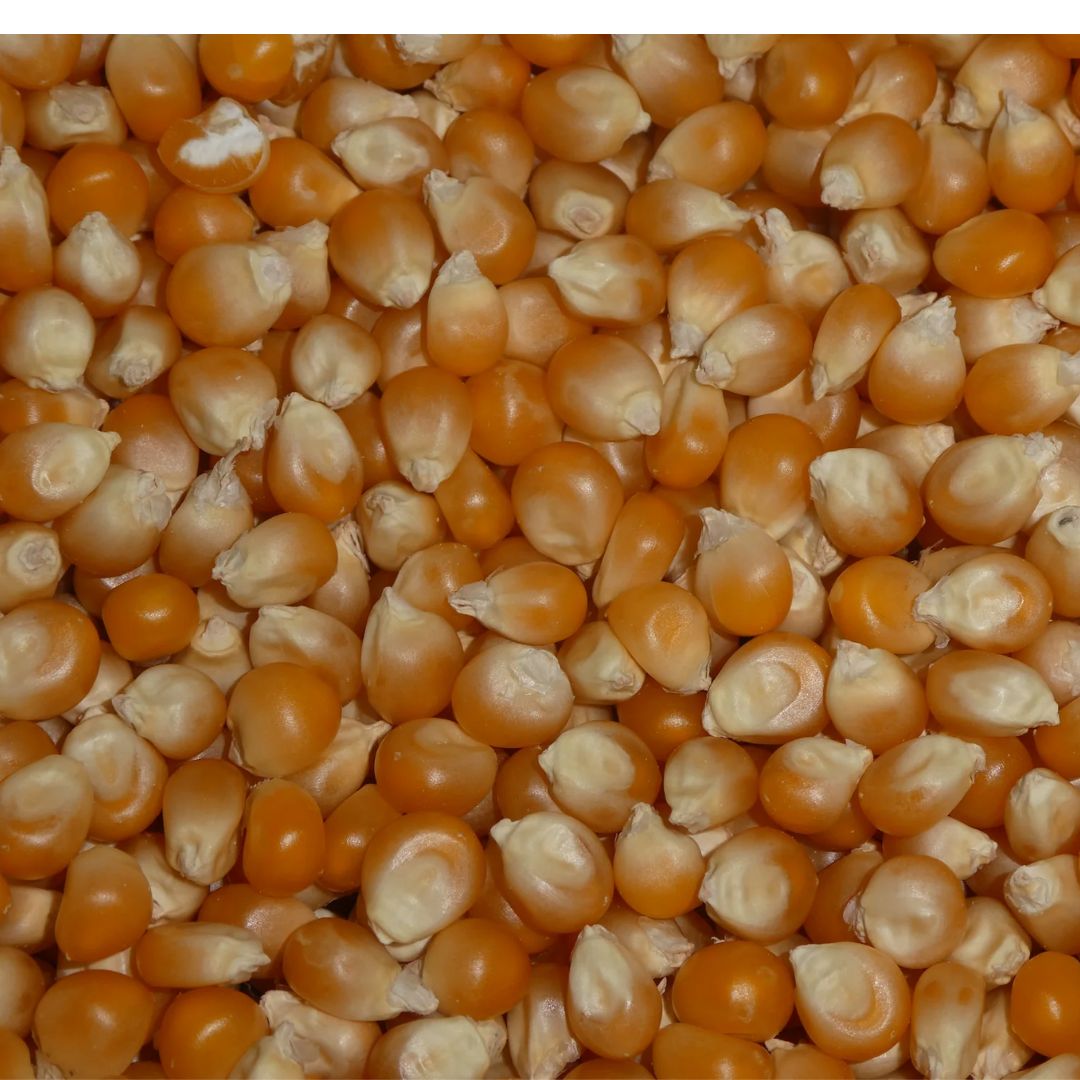 Popcorn Kernels - Mushroom
