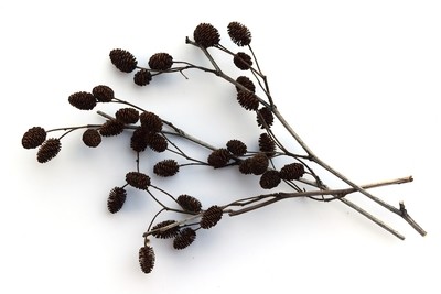Alder Cone Twigs (Pack of 3) Alder Cone Twigs (Pack of 3)