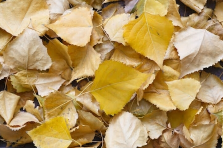 Premium Bioactive Poplar Leaf Litter (2 sizes)