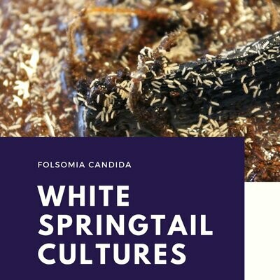 Live White Springtails (Folsomia candida)