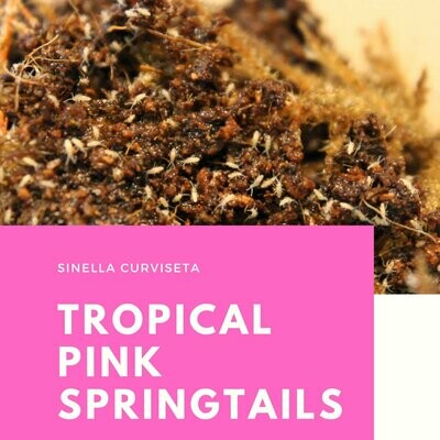 Live Tropical Pink Springtails (Sinella curviseta)