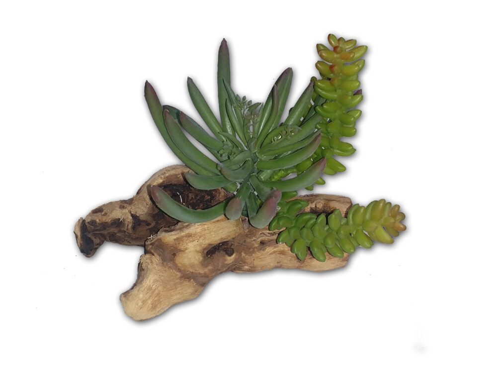 8" Succulent on wood base