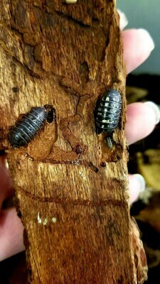 Roly Poly Isopods