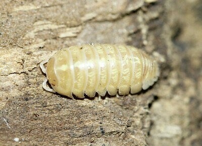 Albino Roly Poly Isopods