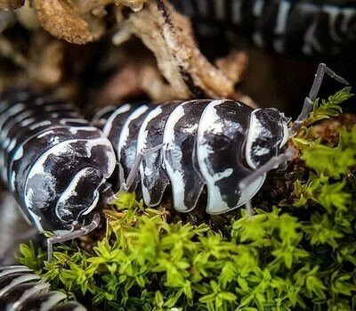 Giant Zebra Isopods Giant Zebra Isopods
