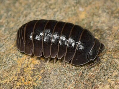 Oak Woodland Isopod "Greece" Oak Woodland Isopod "Greece"