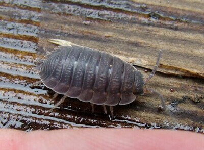 Grey Scaber Isopods