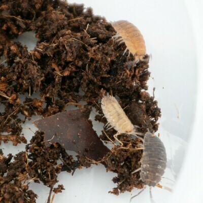 Scaber Party Mix Isopods