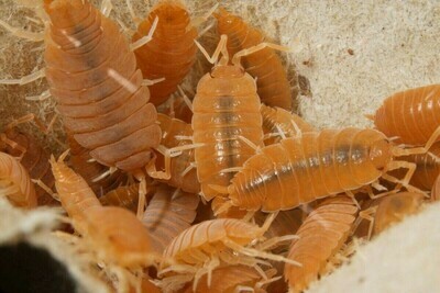 Powder Orange Isopods