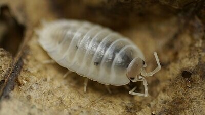 Smooth White Isopods