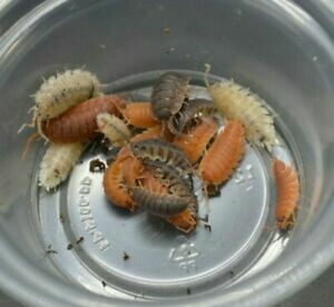 Party Powder Mixed Isopods Party Powder Mixed Isopods