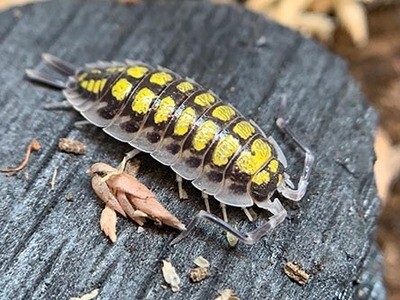 "Hassi" High Yellow Isopods "Hassi" High Yellow Isopods
