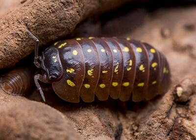 Albania Spotted Isopods