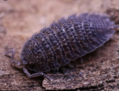 Canary Spikey Isopods Canary Spikey Isopods