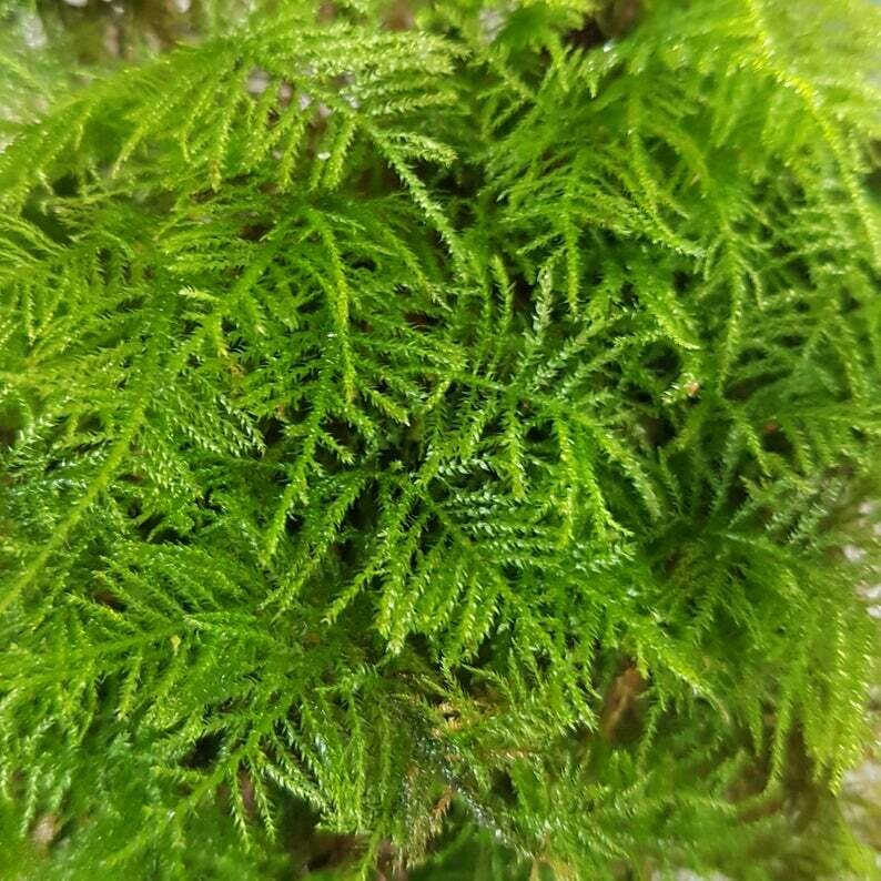 Live Feather Moss