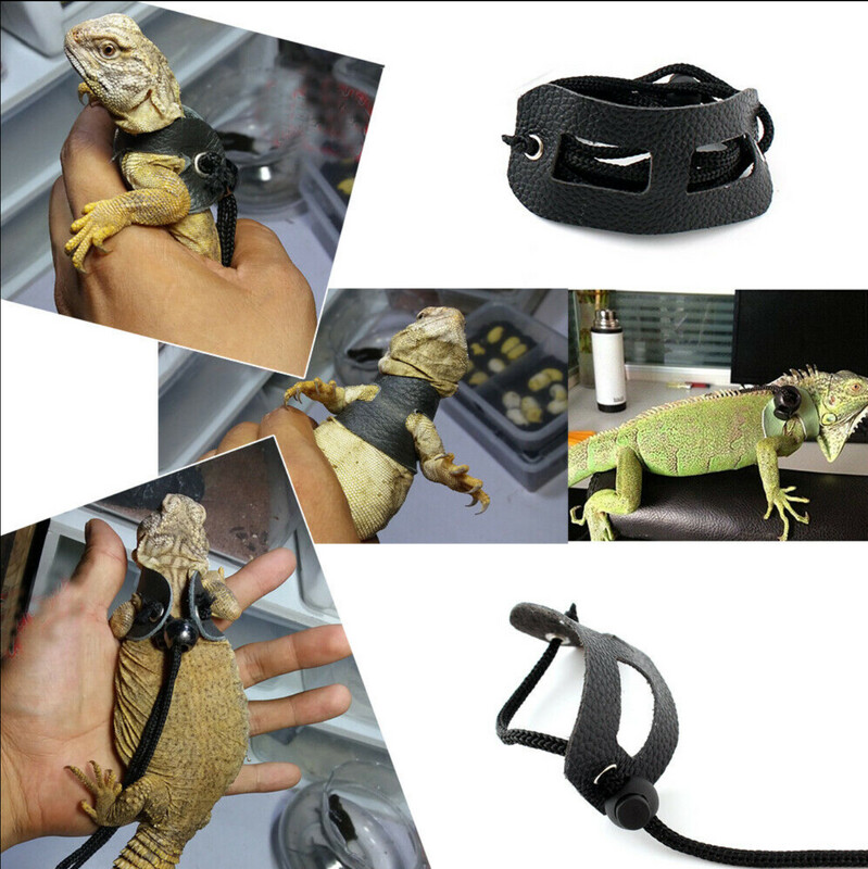 Bearded Dragon Bowtie Hat Lizard Leash with Harness Reptiles Small Pets  Animals