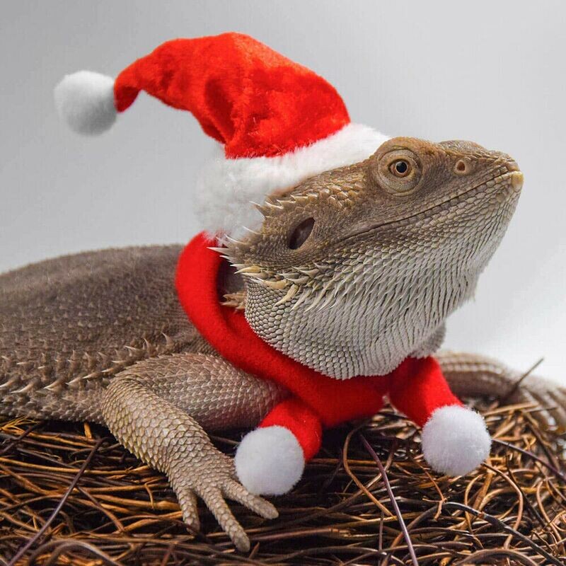 Reptile Santa Hat with Scarf