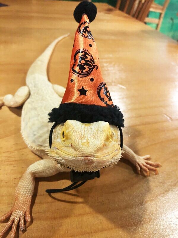 Halloween Wizard Hat For Reptiles
