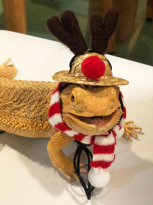 Reptile Rudolph Hat with Scarf