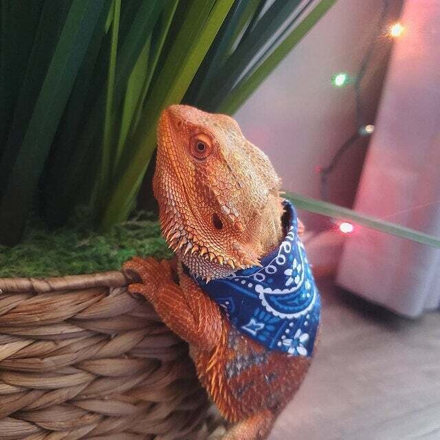 Reptile Bandana With Velcro Closure Reptile Bandana With Velcro Closure