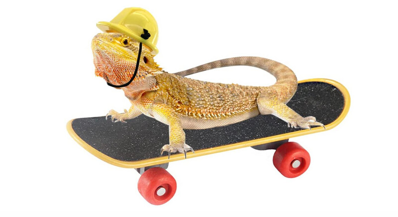 Reptile Scooter With Helmet