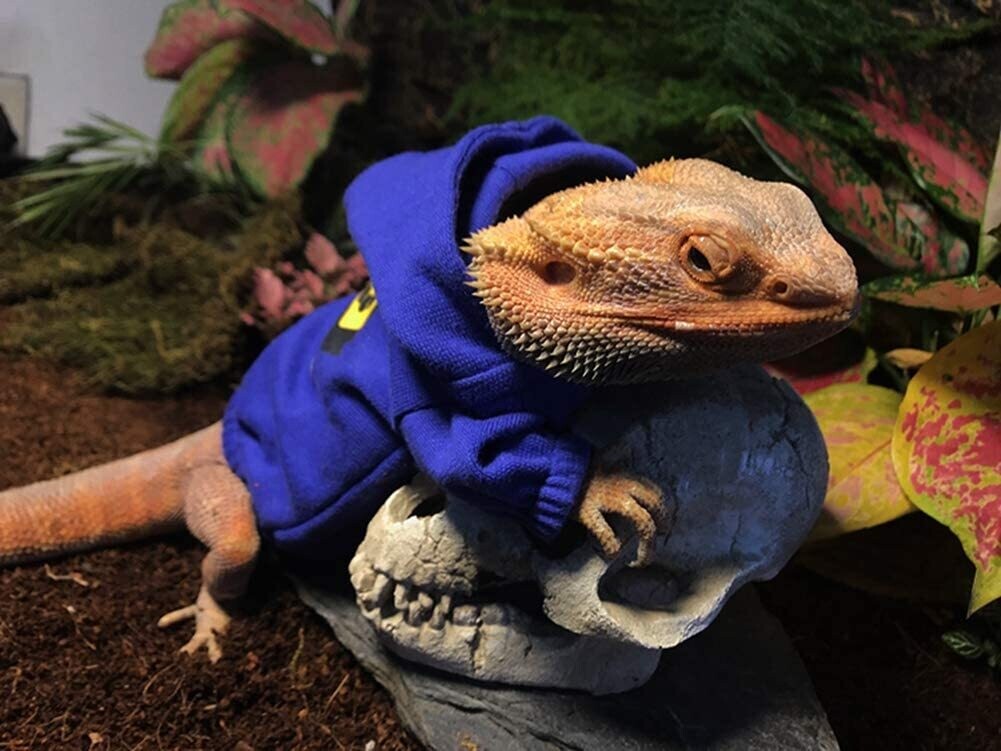 Bearded Dragon Hoodie