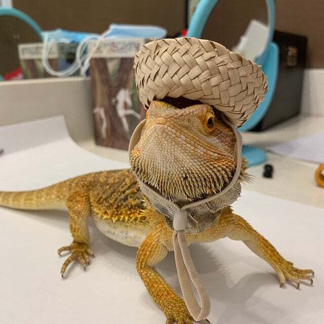 Sombrero Hat for Reptiles