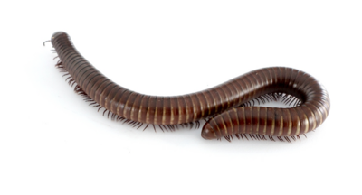 Giant pink foot Millipede Giant pink foot Millipede