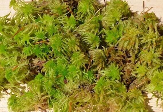 Live Green Sphagnum Moss