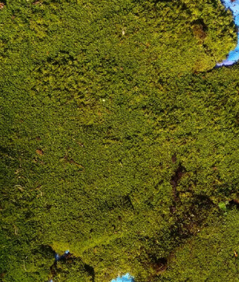 Live Short Carpeting Sphagnum Moss Live Short Carpeting Sphagnum Moss