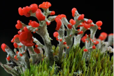 Live British Soldier Lichen Live British Soldier Lichen