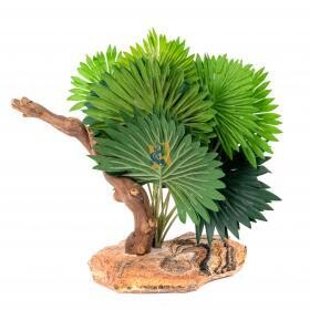Mini fan palm with climbing branch on stone base