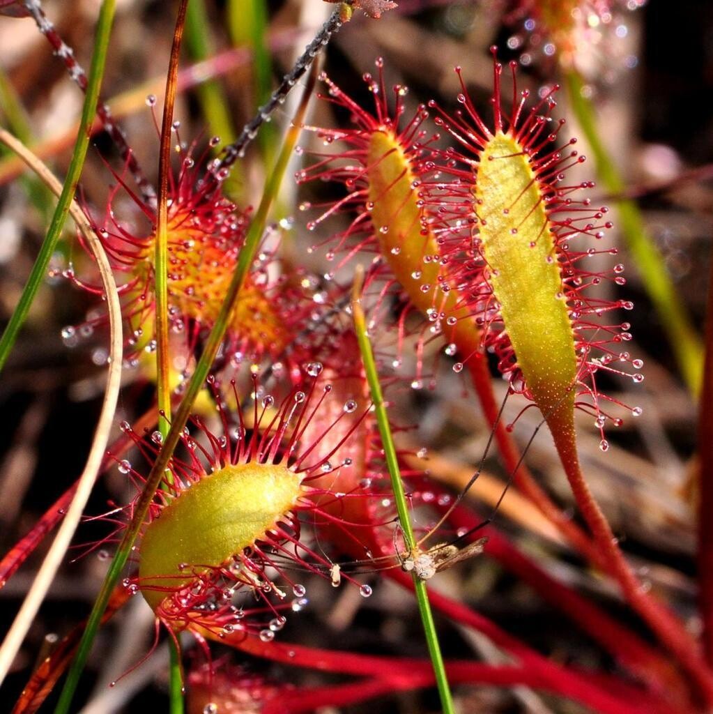 Great English Sundew