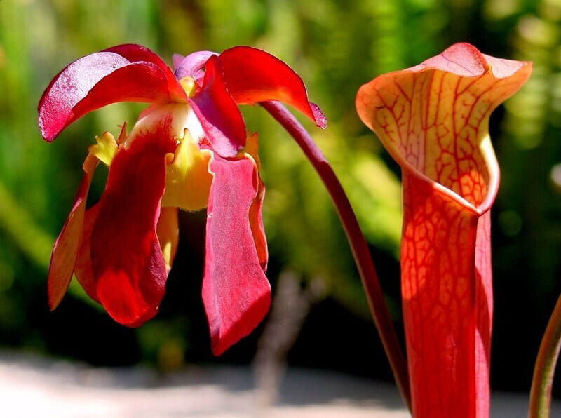 Sweet-Ruby Trumpet Pitcher Plant