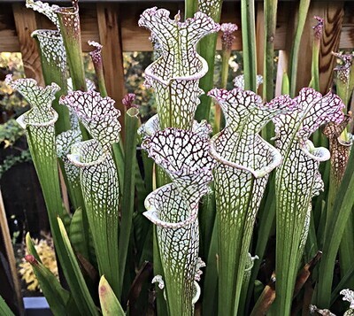 White-Topped Trumpet Pitcher Plant